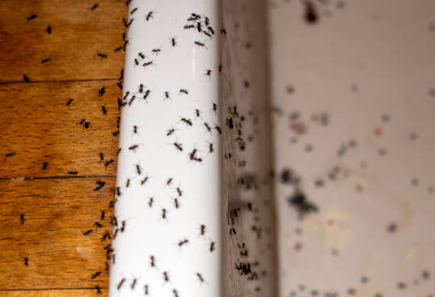 Best Cockroach Control Services  in East Sandwich, MA
