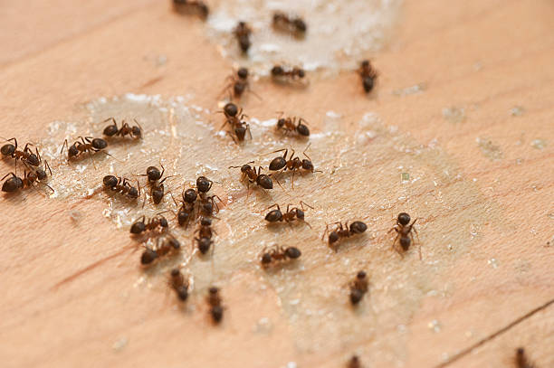 Best Affordable Pest Control Services  in East Sandwich, MA