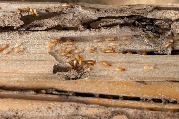 Best Flea Control Services  in East Sandwich, MA